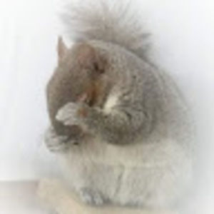 Meet your Posher, Chad